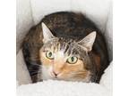 Adopt Rusty a Domestic Short Hair