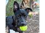 Adopt Marne a Mixed Breed