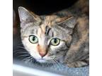 Adopt Honeycomb a Domestic Short Hair