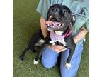 Adopt Miley a Mixed Breed