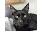 Adopt Ebony a Domestic Short Hair