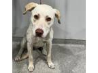 Adopt Beatrice a Labrador Retriever