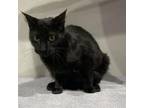 Adopt Madison a Domestic Short Hair