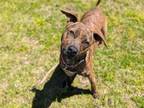 Adopt ROSE a Pit Bull Terrier, Mixed Breed