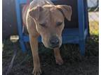 Adopt VERO a Black Mouth Cur, Mixed Breed
