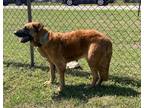 Adopt PHILLY a Black Mouth Cur