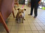 Adopt KATE a Pit Bull Terrier