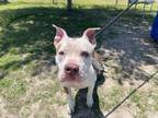 Adopt LYDIA a Pit Bull Terrier