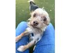 Adopt Flounder a Yorkshire Terrier, Terrier