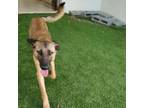 Adopt Lilo a Shepherd