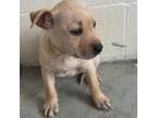 Adopt Tonks a Yellow Labrador Retriever, Mixed Breed