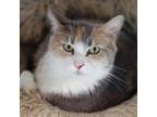 Adopt Versailles a Domestic Short Hair