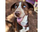 Adopt Maize 20414 a German Shorthaired Pointer, Husky