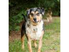 Adopt Honey Maple 20488 a Catahoula Leopard Dog, Mixed Breed