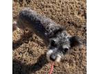 Adopt Aurora 20323 a Schnauzer