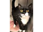 Adopt Sybil a Domestic Short Hair