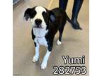 Adopt YUMI a Mixed Breed