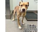 Adopt DIXIE a Labrador Retriever, Mixed Breed