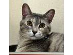 Adopt Glorious a Domestic Short Hair