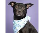 Adopt Freesia a American Staffordshire Terrier, Boston Terrier