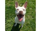 Adopt Pfifer a Pit Bull Terrier, Mixed Breed