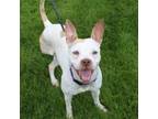 Adopt Pfifer a Pit Bull Terrier, Mixed Breed