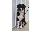 Adopt Joy a Australian Shepherd, Great Pyrenees