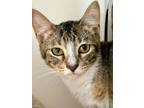 Adopt Juliette a Domestic Short Hair