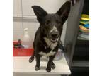 Adopt Rita a Border Collie