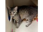 Adopt Jayden a Domestic Short Hair