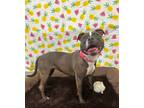 Adopt Layla a Pit Bull Terrier