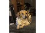 Adopt Sassy a Beagle