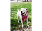 Adopt PIXIE a Pit Bull Terrier, Mixed Breed