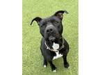 Adopt Momma a Pit Bull Terrier, Mixed Breed