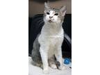 Adopt Oak (at Smitten Kitten) a Domestic Short Hair