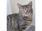 Adopt Truffle (in foster) a Domestic Short Hair