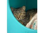 Adopt Truffle (in foster) a Domestic Short Hair