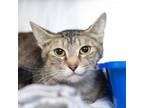 Adopt Ms Fever a Domestic Short Hair