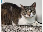 Adopt Moxi a Domestic Short Hair