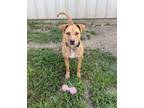 Adopt Lola a Labrador Retriever, Hound