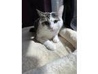 Adopt Aliya a Domestic Short Hair