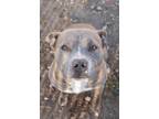 Adopt Peg a American Staffordshire Terrier