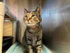 Adopt Nappa a Domestic Short Hair