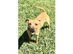 Adopt Orchid a Pit Bull Terrier, Mixed Breed
