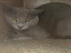 Adopt BIANCA a Domestic Short Hair