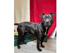 Adopt Wilma Jean a Pit Bull Terrier