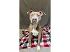 Adopt Shenandoah a Pit Bull Terrier