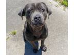 Adopt Jazz a Bullmastiff, Mixed Breed