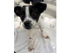 Adopt Hettie- Call for appointment a Labrador Retriever, Hound