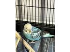 Adopt PETEY a Parakeet (Other)